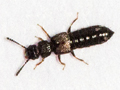 Anotylus nitidulus